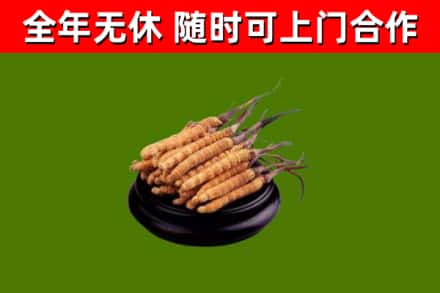 沙坪坝回收散虫草