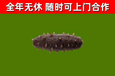 沙坪坝回收海参干